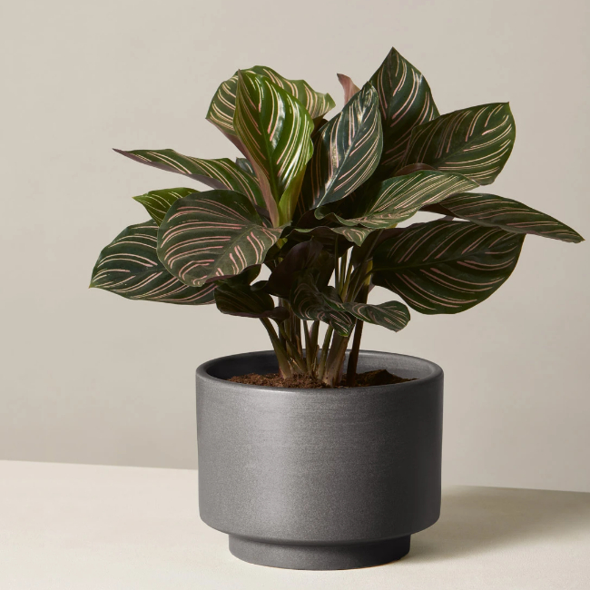 Darla-Powell-Interiors_Miami-FL_2020-Gift-Guide-for-Every-Character-on-Your-List_Potted-Calathea-Pinstripe-Plant